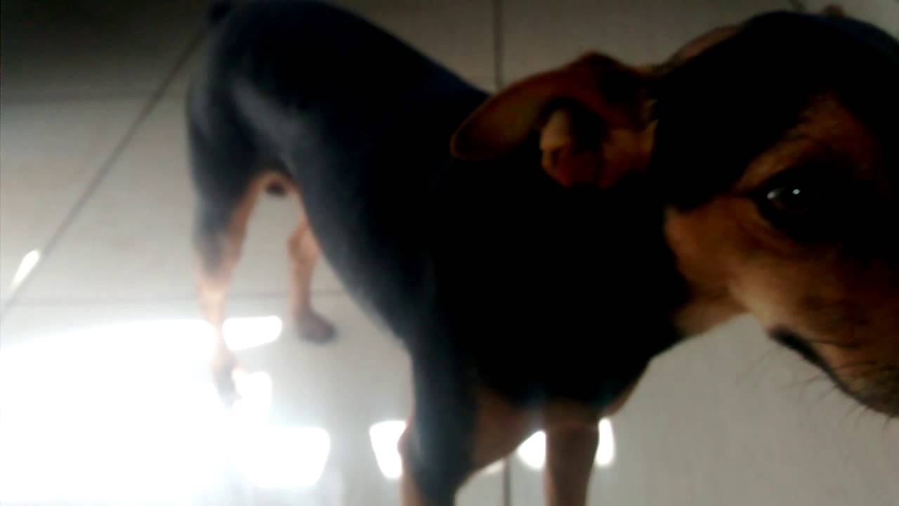 MEU CACHORRO COM MEDO DA CAMERA !! 😍