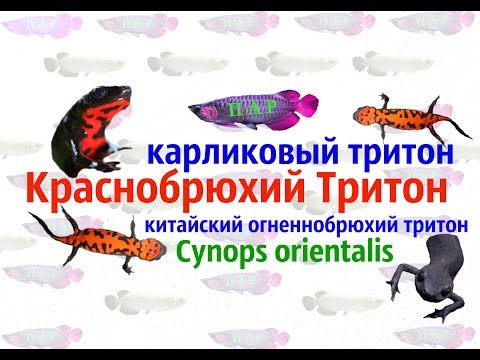 Краснобрюхий тритон.Cynops orientalis.