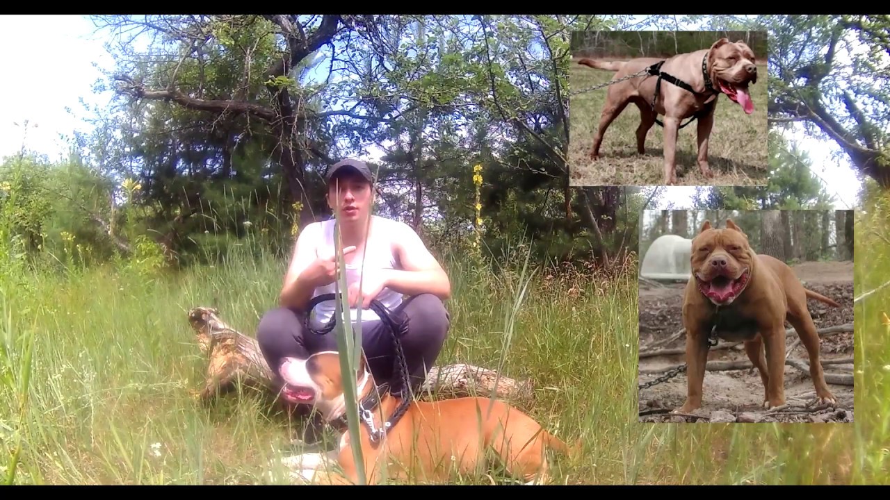 Породы собак которые мне нравятся