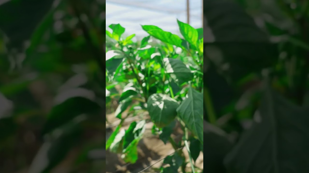 Farming at Temalpakh 