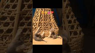 #chand Sitare #viral #trending #music #shorts #cat #kitten #love #pets 🥰🐱❤️