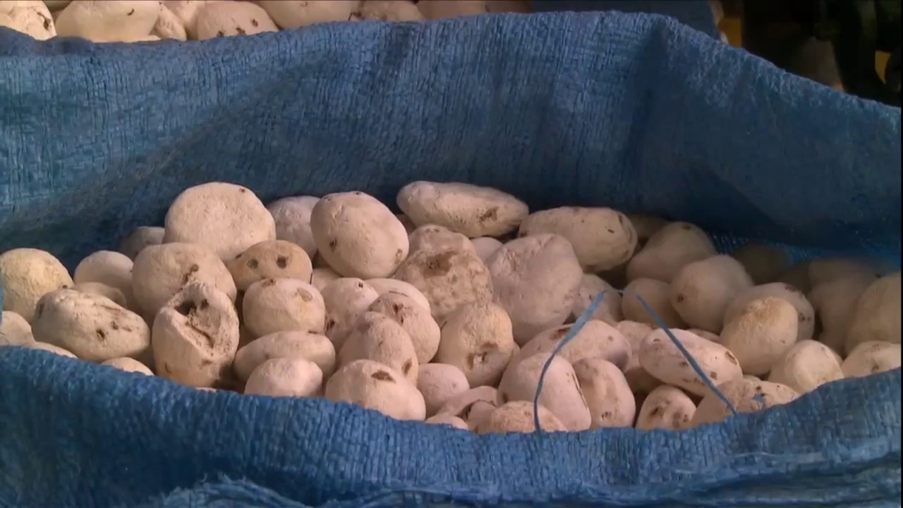 Globo Rural - A Batata 2/4