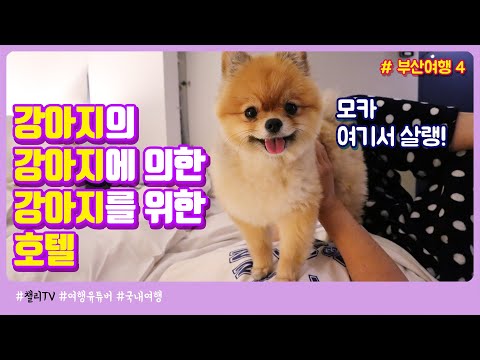애견동반 <strong>호텔</strong> 리뷰 - 건물 통째로 강아지에게 초점을 맞춘 애견동반 숙소 / 부산 더 펫텔 <strong>후기</strong>