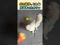 散歩の神アイテム