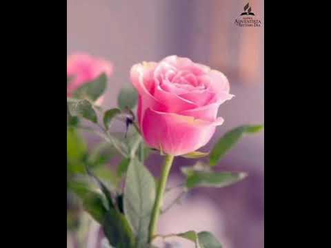 El secreto de las Flores - YouTube