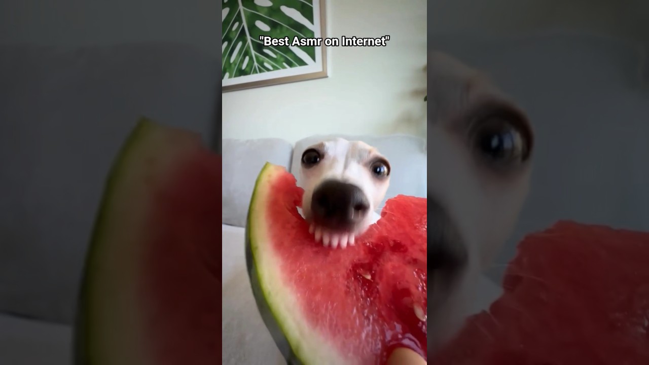 Dog Eating Watermelon Asmr 🍉❤️