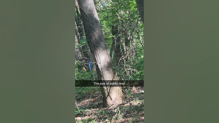 Arkansas Public never fails 🙄 #archery #whitetailhabitat #publiclandwhitetails #hunting