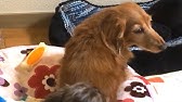 犬 鳴き声 威嚇 犬 鳴き声 威嚇