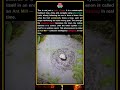 Millions Of Ants Can Die From One Tiny Navigation Error #shorts