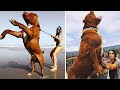 15 Biggest Guard Dogs In The World の動画、YouTube動画。