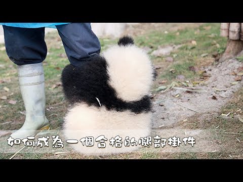 《熊貓主題趴》如何成為一個合格的腿部掛件 | iPanda熊貓頻道