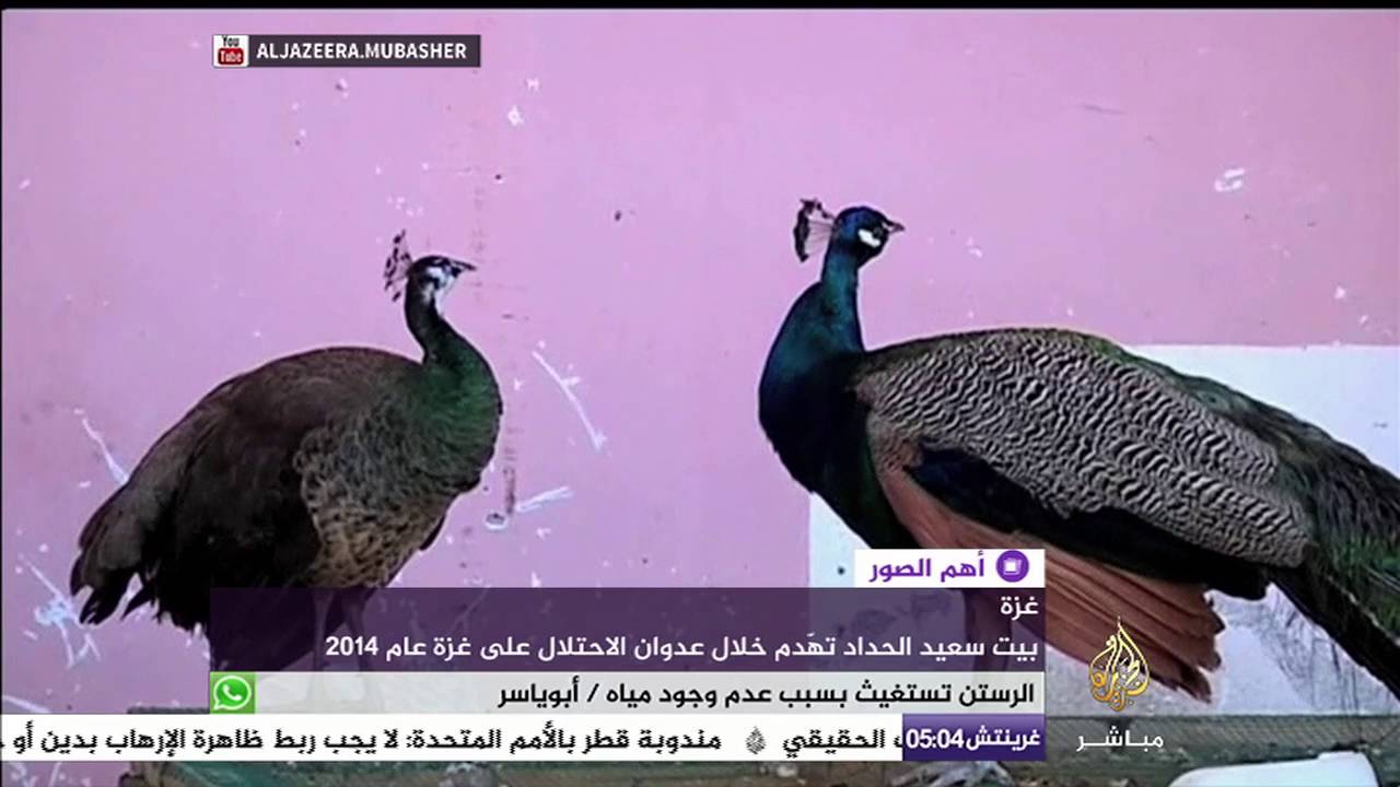 أهم الصور .. فلسطيني من غزة يحول بيته المهدم إلى حديقة حيوان