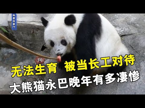 无法生育，被当长工对待，大熊猫永巴晚年有多苦？【科普任意门】