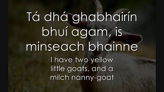 Tá dhá ghabhairín bhuí agam - LYRICS + Translation