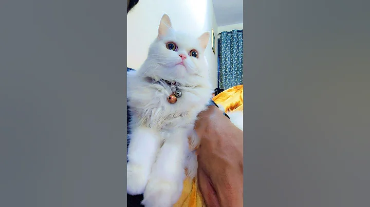 Video 11756911: cat kitten cute, cute tiny kitten, adorable tiny kitten, kitten cute adorable baby, kitten funny sleeping cute