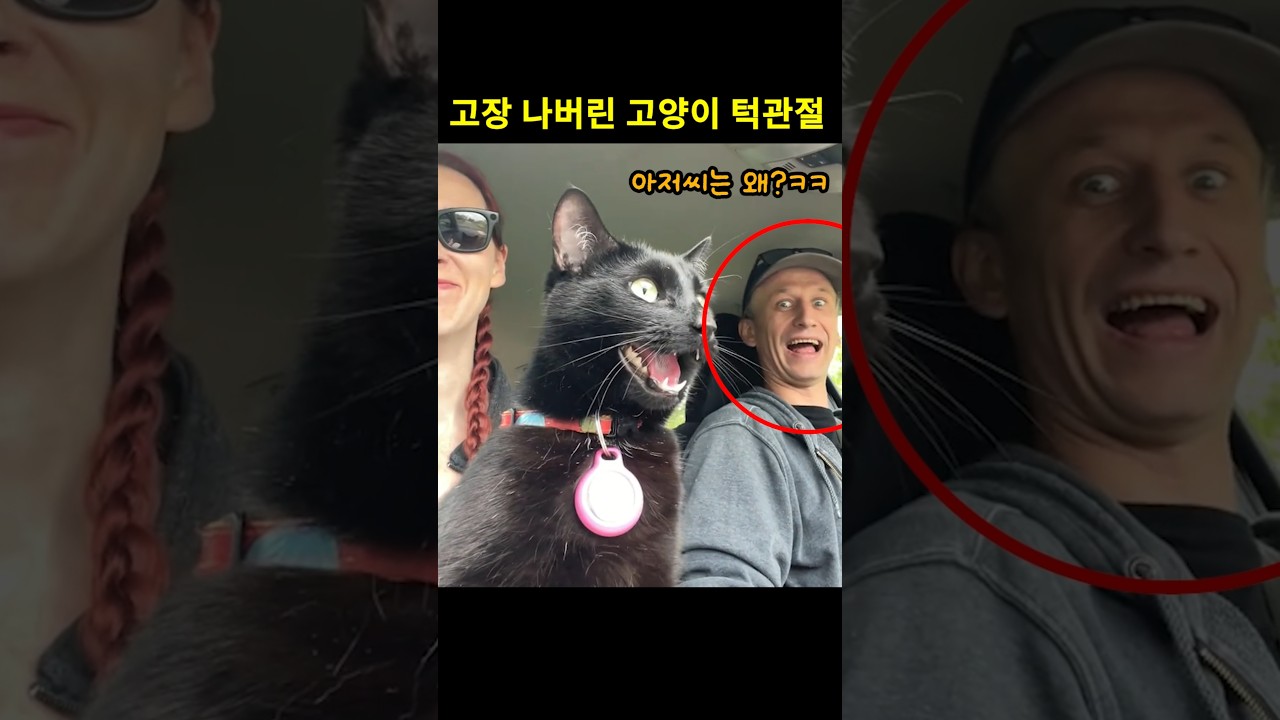 고양이가 차 안에서 입을 다물지 못한 진짜 이유