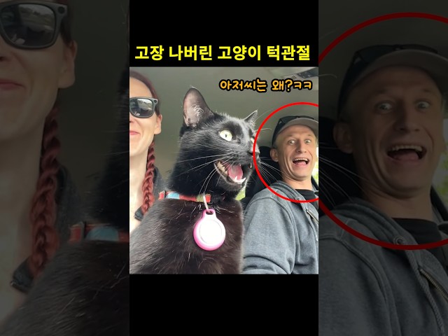 고양이가 차 안에서 입을 다물지 못한 진짜 이유