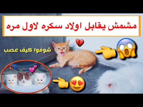 القط مشمش يقابل القطط الصغيره لاول مره ردة فعله صدمتني Mohamed Vlog 
