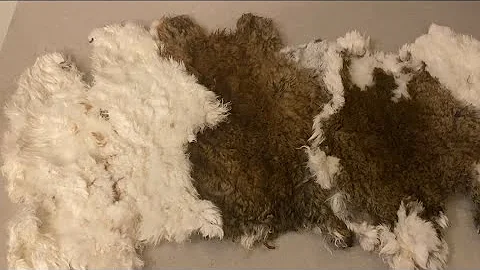 How We Salt and Egg Tan Rabbit Hides