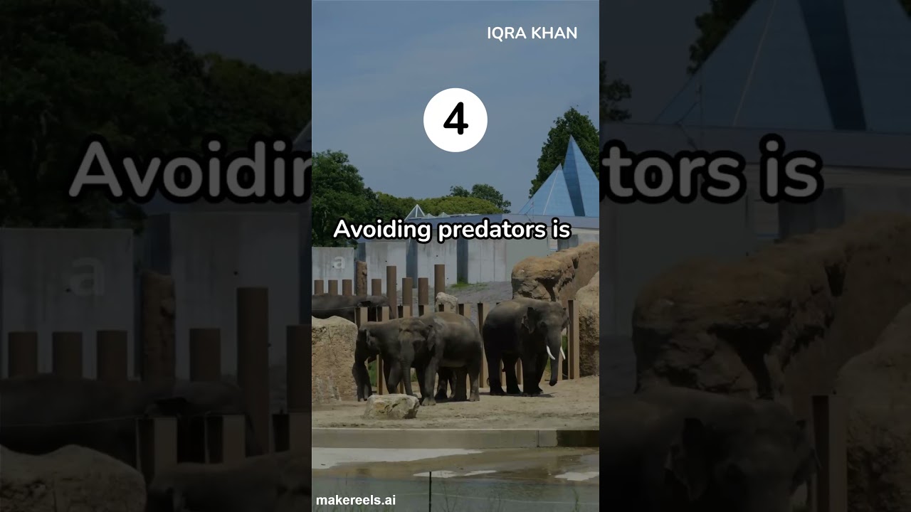 A baby elephant’s journey in the wild.