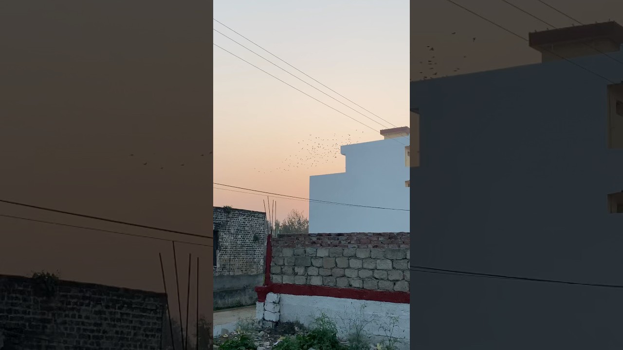 Birds flying in the sky in the evening 😊