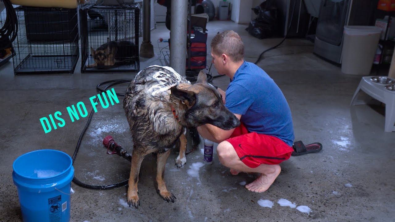 THE GREAT FLEA SCARE German Shepherd Natural Prevention Method YouTube