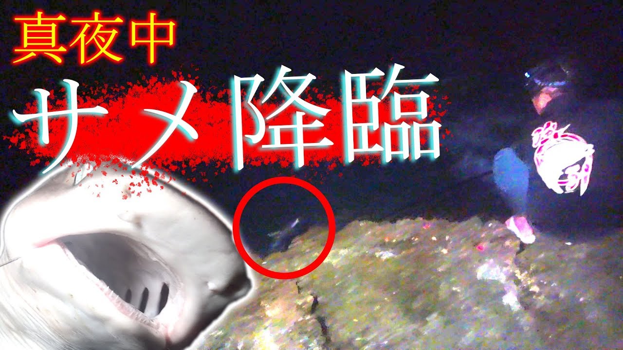 みそきんブームの波に乗るサメ Confronting a ferocious shark on a remote rocky shore in the