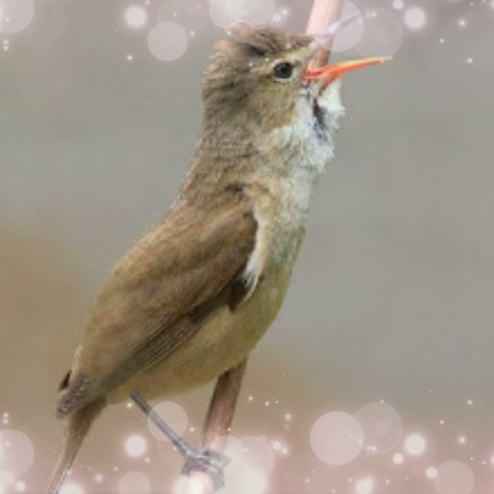 Suara Burung,Bird Song KERAK BASI (Acrocephalus) Gacor di Alam Bebas #Shorts