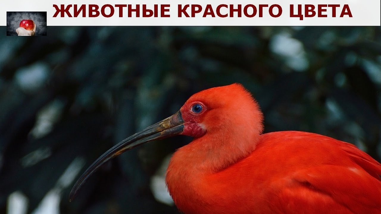 ТОП- 10 Удивительных Животных Красного Цвета