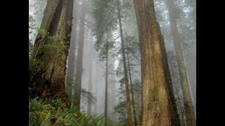 Adelaide Ferreira   Dava Tudo (Verso original 1989).flv