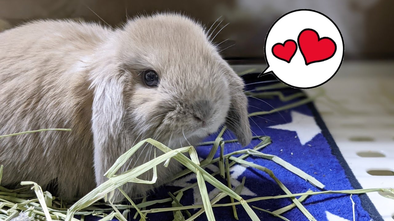 かわいさ無条件 手のひらサイズの赤ちゃんうさぎをお迎えして ホーランドロップみかん らいむ Youtube