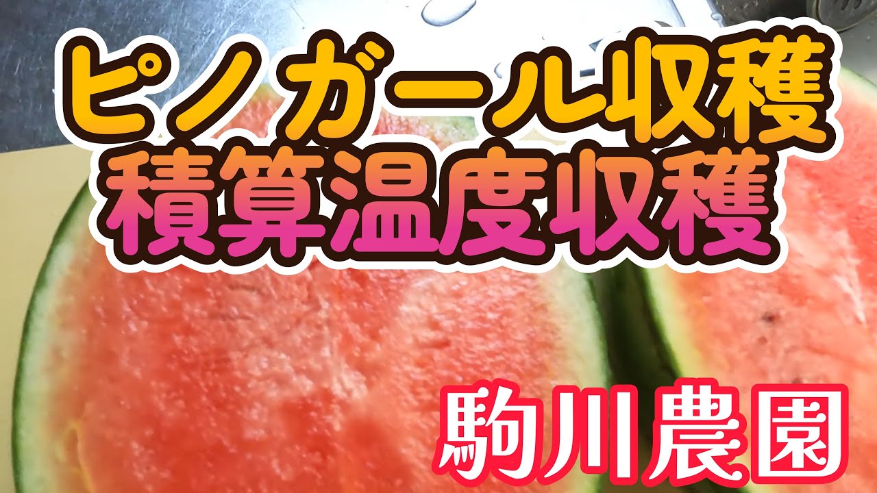 Harvested at the accumulated temperature of Pinot Gard Komagawa