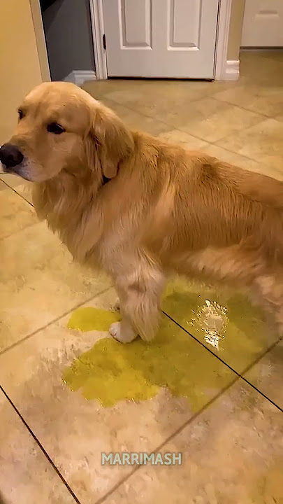 Dog Pees Uncontrollably After Holding It In for Too Long