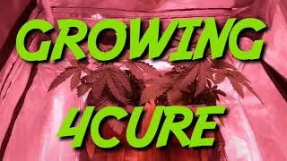 Super Silver Haze week 3 update - Cheap Budget Marijuana grow tent