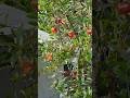 ছাদে ফুলে আরাক্তা আনার চাষ। #shorts #shortsvideo #trending #fruit #garden #rooftop