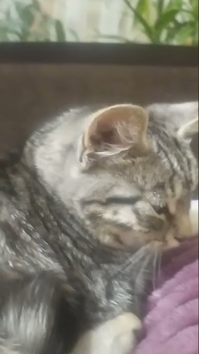 котики♥️😺😺😺😺♥️♥️♥️♥️♥️♥️♥️ - YouTube