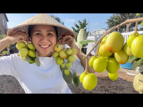 Video Hái Táo Thái, Bình Bát Dây Ăn Ngọt Và Thơm, Bội Thu... - youtube