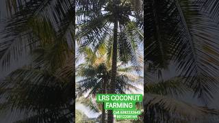 LRS COCONUT FARMING, Bendrahalli village, Arasampatti, Poochampalli (tk)-635201, Krishnagiri (dt),