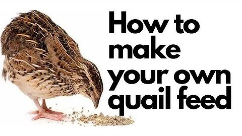 How to make your own quail Feed