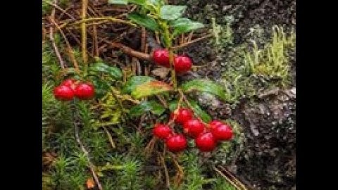 help the red squirrel video walkthrough