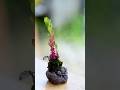 苔弟切草を蠅彫刻のkob鉢に植えました【盆栽Q】