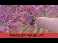 Why are these Bumble Bees sleeping in flowers?