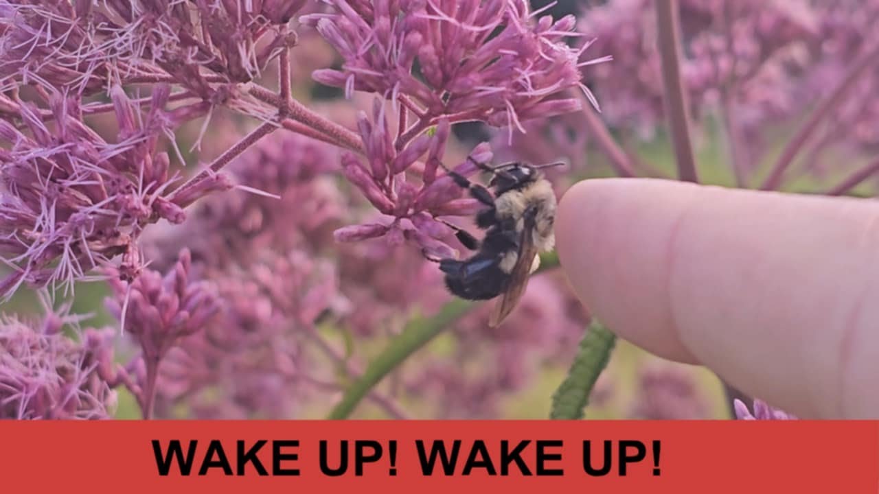 Why are these Bumble Bees sleeping in flowers?
