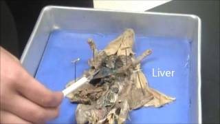 Rat Dissection Lab