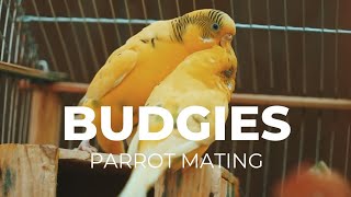 Budgie Parrot male and female mating time | Parrots 4K video by Kokovines 141 views 2 years ago 38 seconds