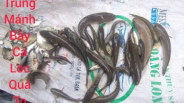 Tập.2 cắm câu cá lóc dính toàn hàng khủng  / Thanh an miền tây #mientay