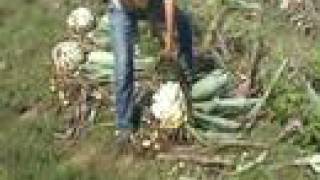 Wholesome Organic Blue Agave