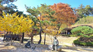 #김유정문학촌 #김유정생가 #동백꽃 #생강꽃