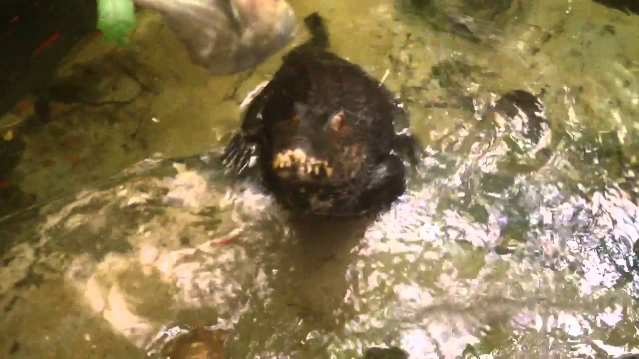 caiman lizard pet Curvier dwarf caiman feeding