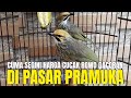 GAWAT !!! HARGA BURUNG CUCAK ROWO GACORAN 2024 JADI CUMA SEGINI DI PASAR PRAMUKA !